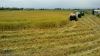 برداشت مکانیزه برنج در بیش از ۶۰ درصد از شالیزارهای شهرستان فومن